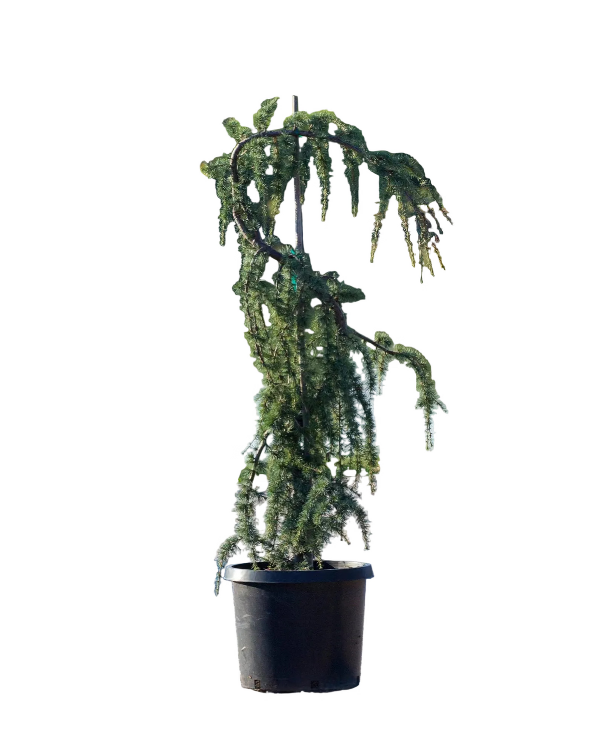 Cedrus Serpentine
