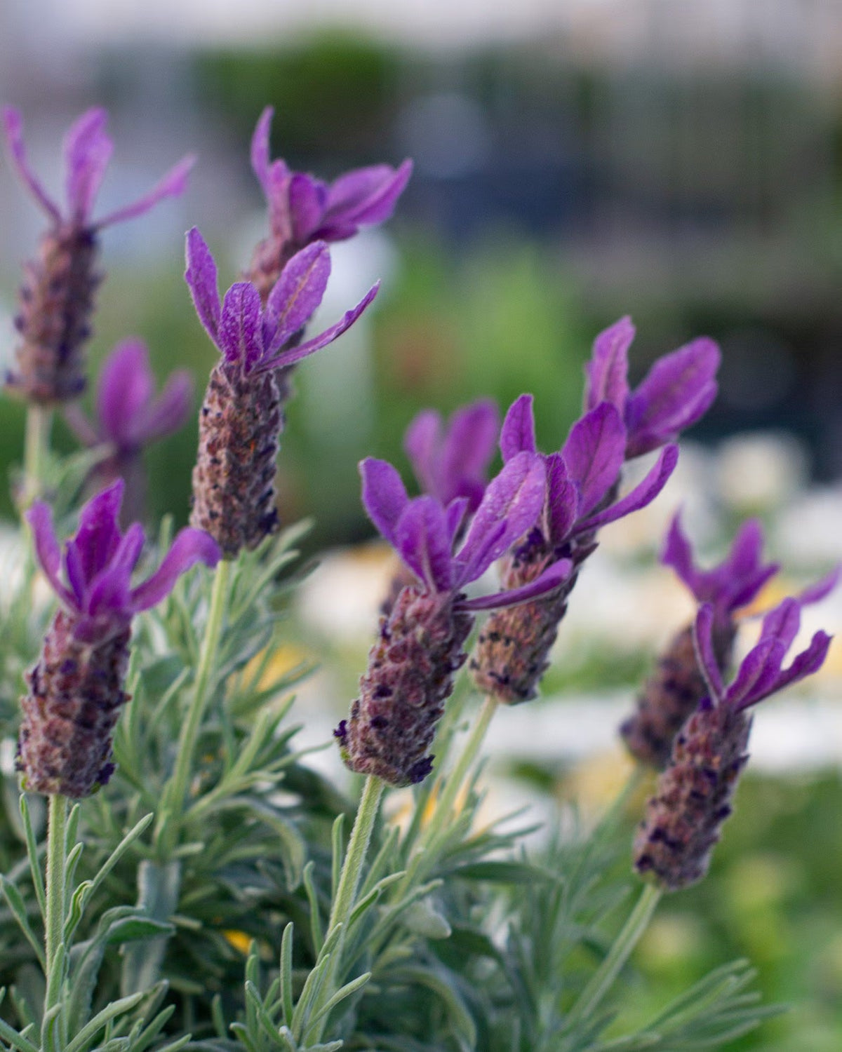 Lavender Primavera