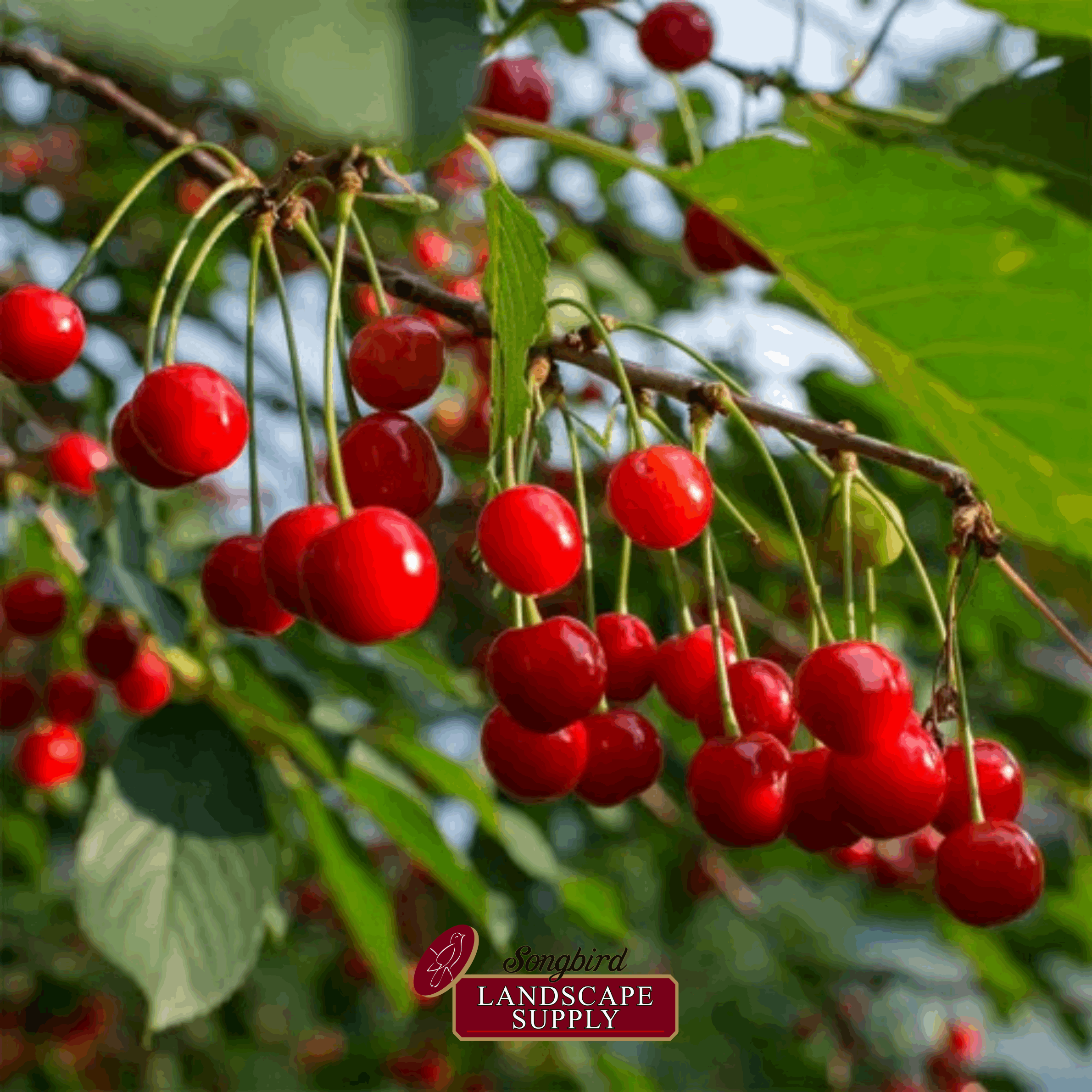 Bare-Root Cherry Tree – Songbird Landscape Supply