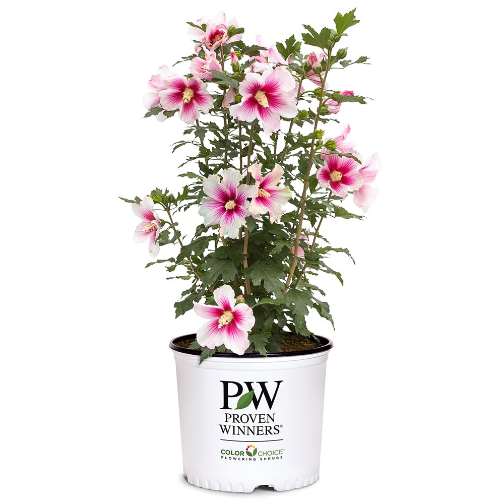 Hibiscus paraplu "Pink"