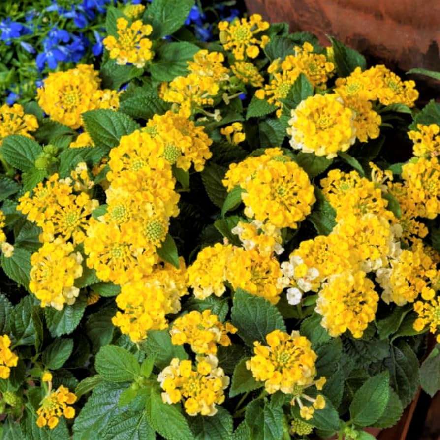 Lantana M. Yellow