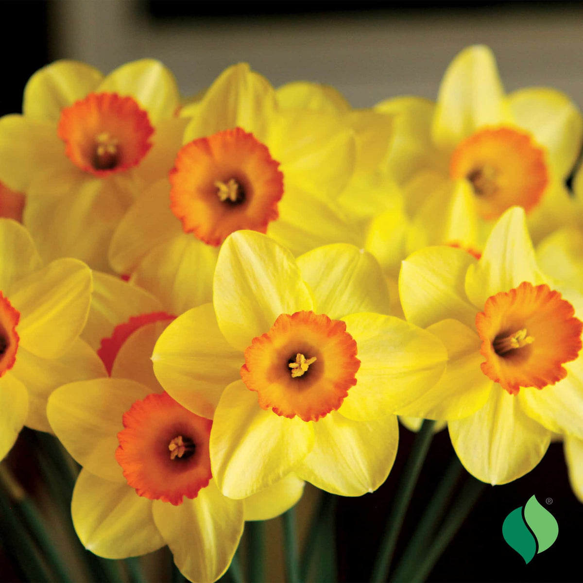 Daffodil Hollywood Bulbs