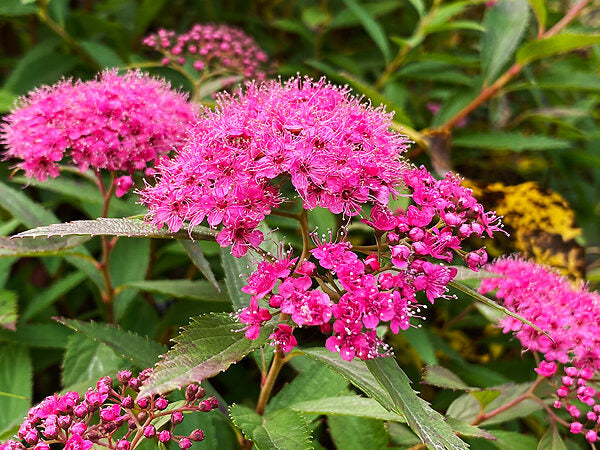 Spirea Anthony Waterer