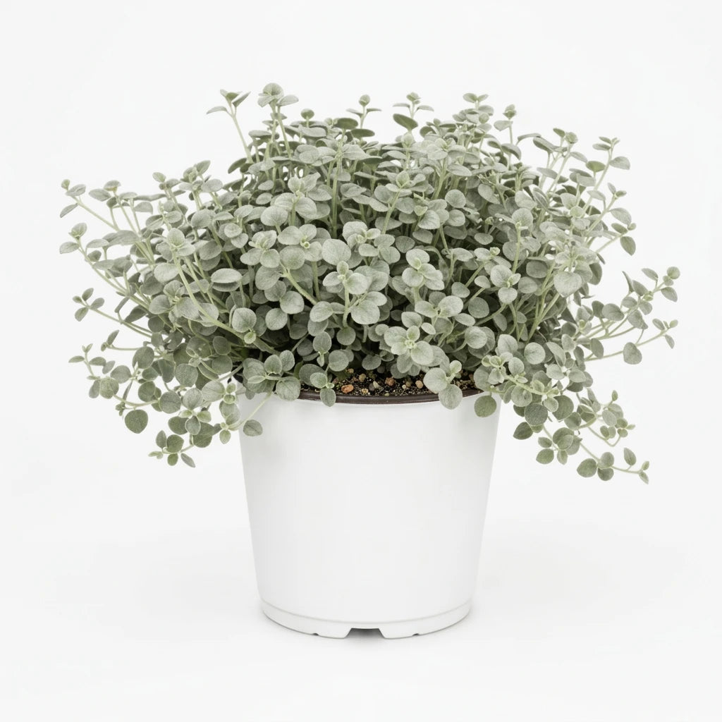 Dichondra Silver Falls