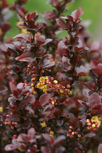 Berberis Concorde