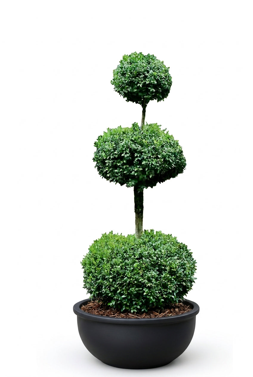 Buxus "3-Tier"