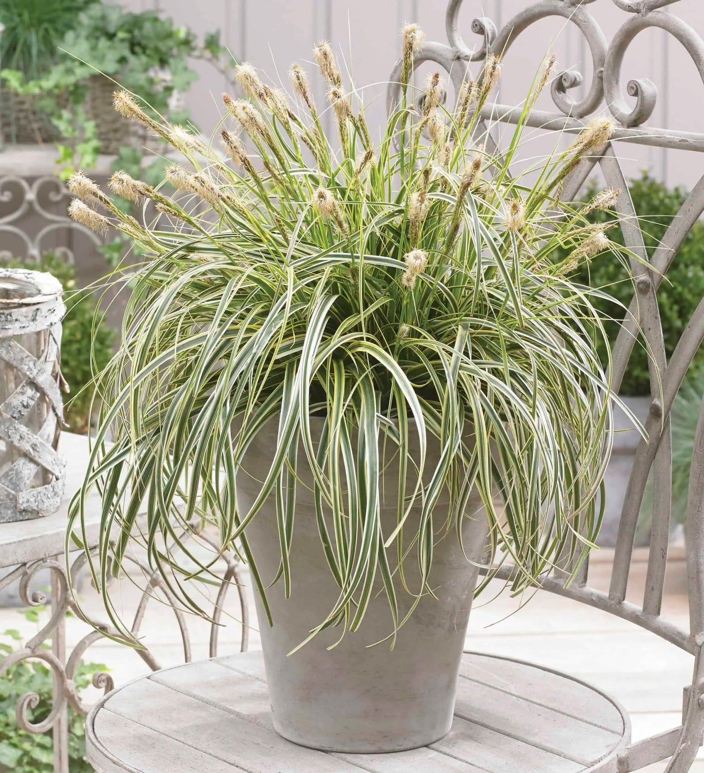 Carex "Feather Falls"