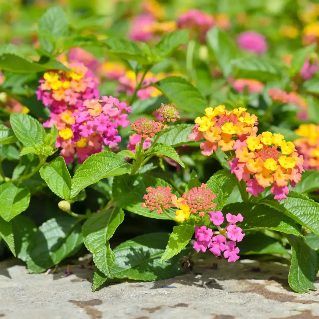 Lantana Confetti