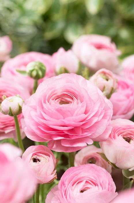 Pink Persian Buttercups Ranunculus Bulbs