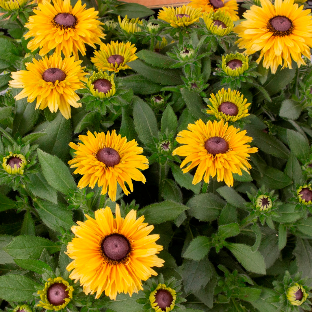 Echibeckia x 'Summering Yellow'