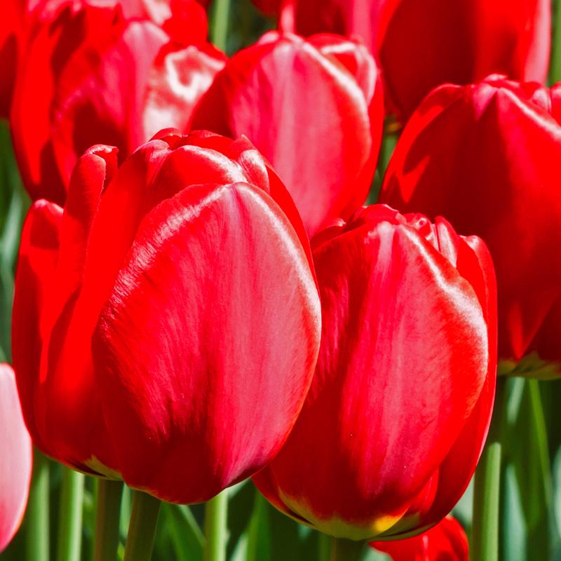 Tulip Apeldoorn Bulbs