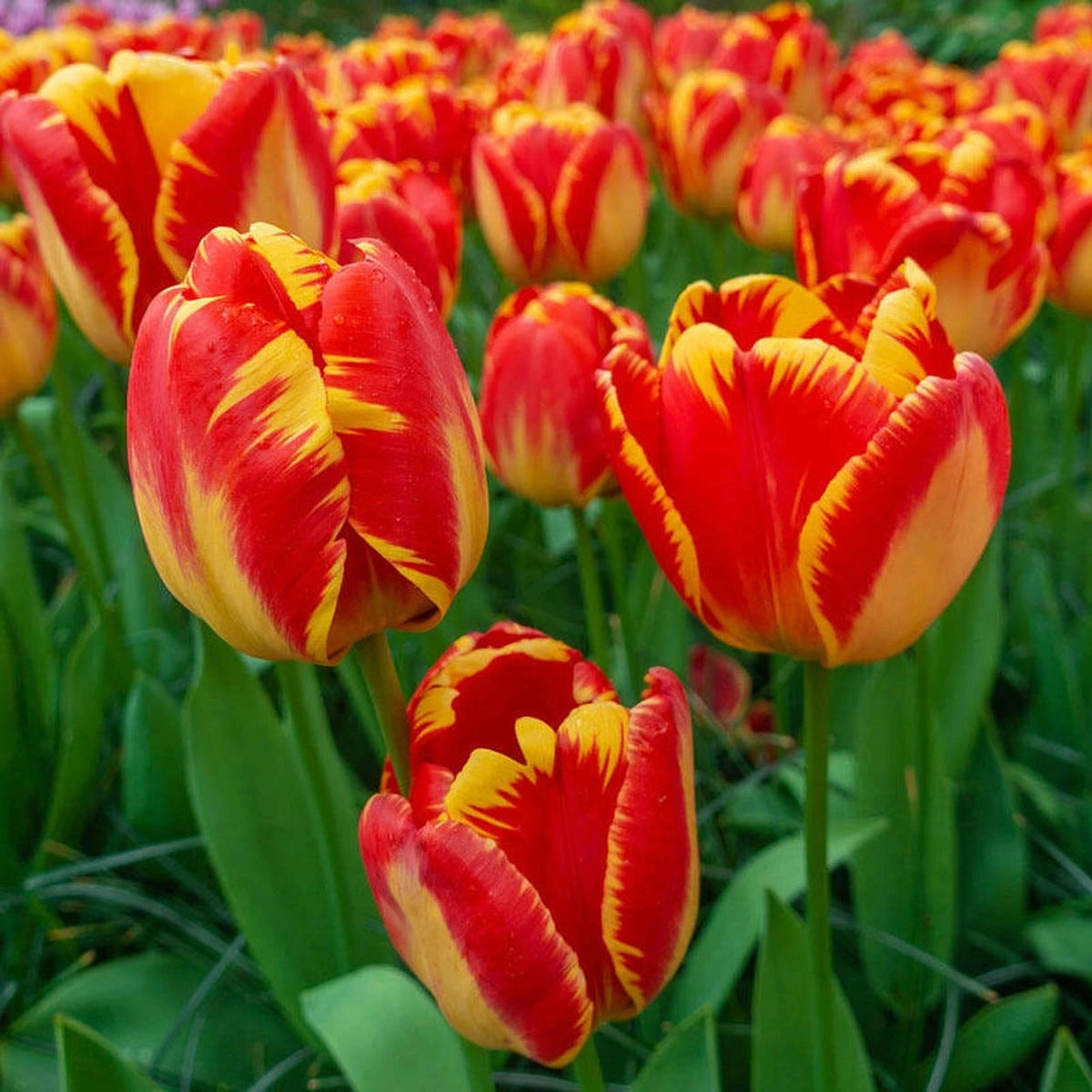 Tulip Banja Luka