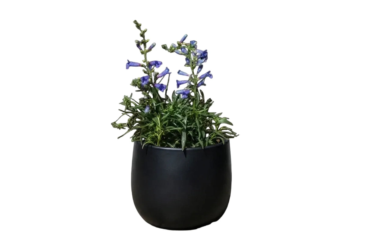 Penstemon Strictus