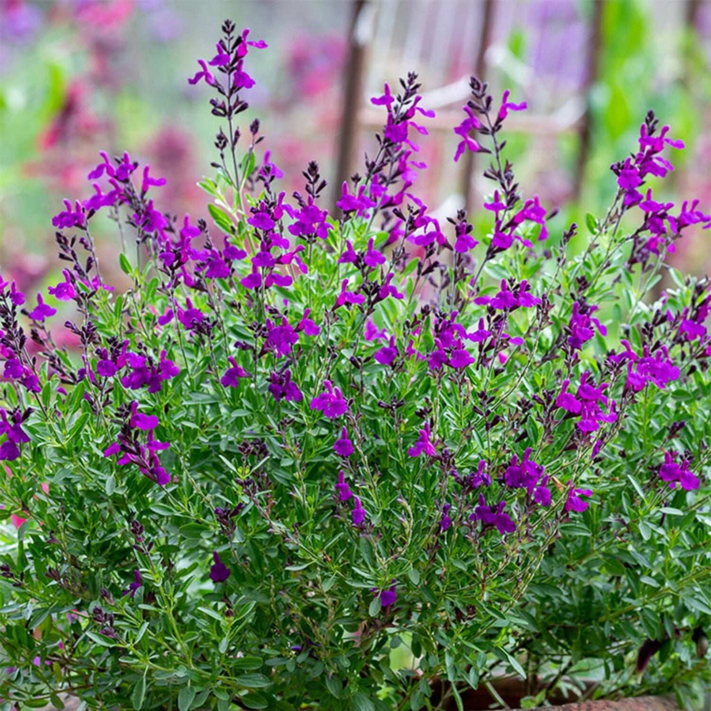 Salvia "Mirage Deep Purple"