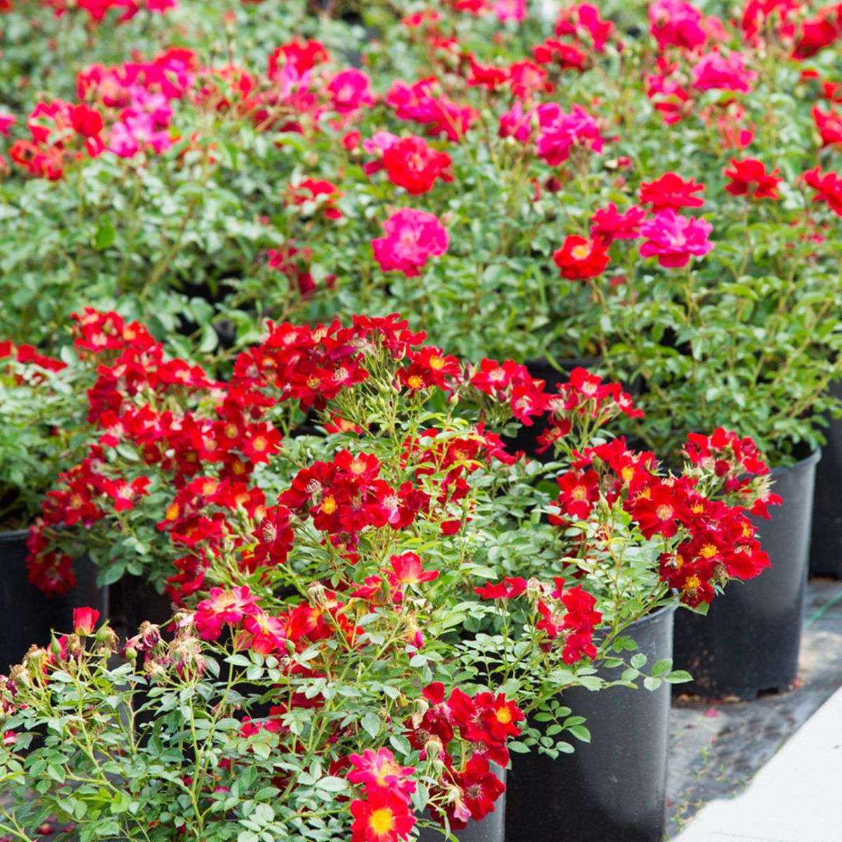 Rosa Drift "Red"
