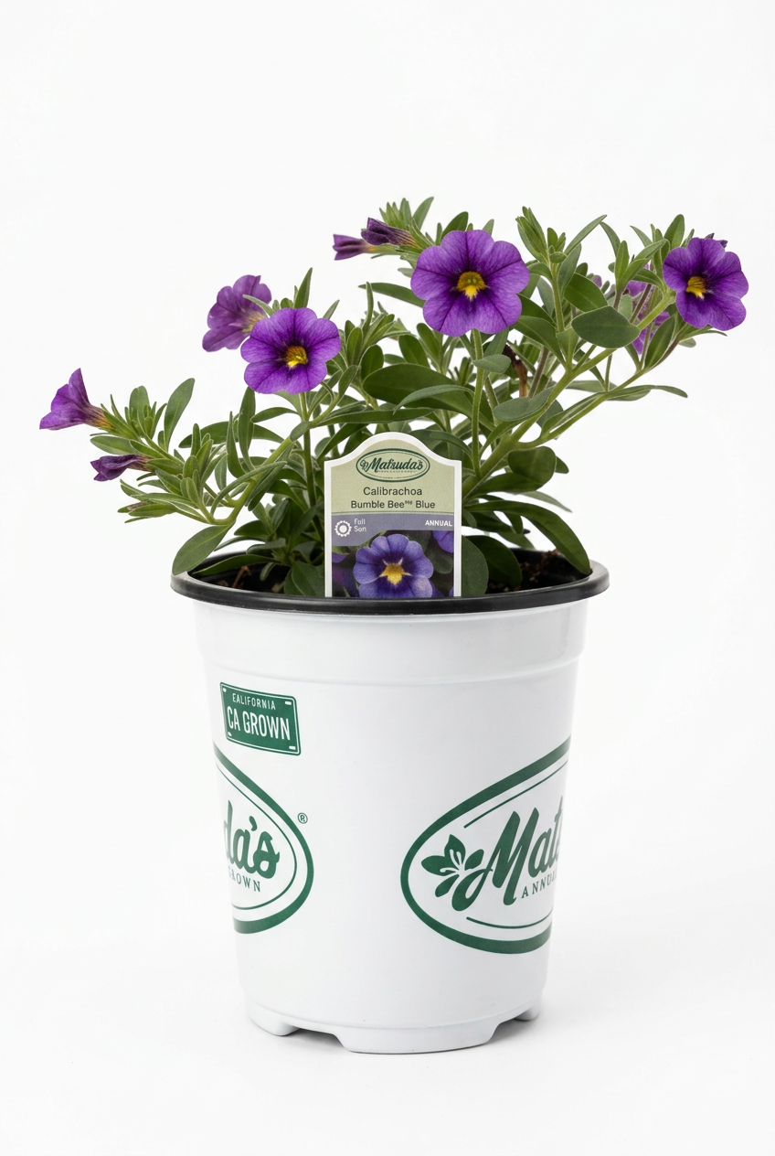 Calibrachoa Bumble Bee Blue