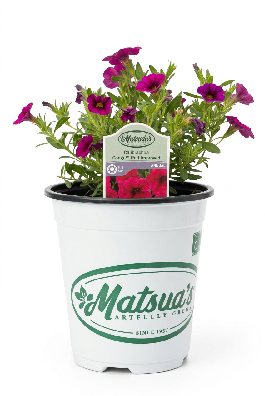 Calibrachoa Conga Red Improved