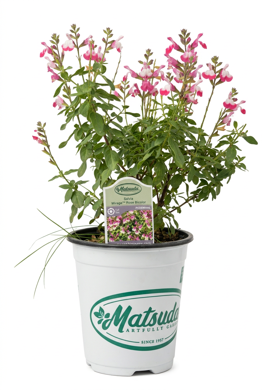 Salvia Rose Bicolor