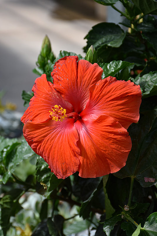 Hibiscus President Red Patio Tree