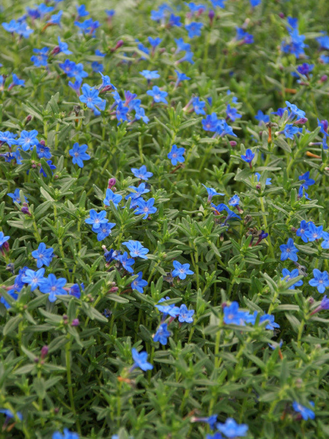 Lithodora Graceward Blue
