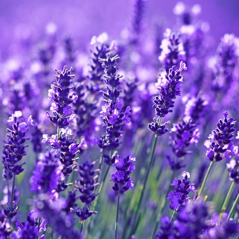 Lavender Goodwin's Creek