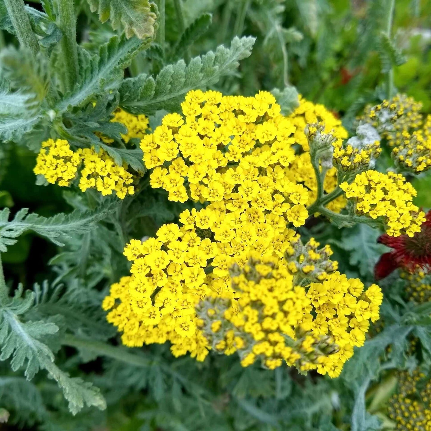 Achillea 'Moonshine'