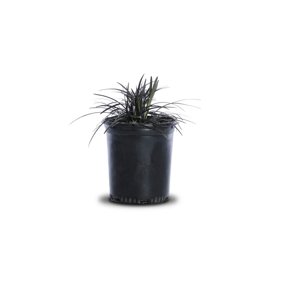 Black Mondo Grass