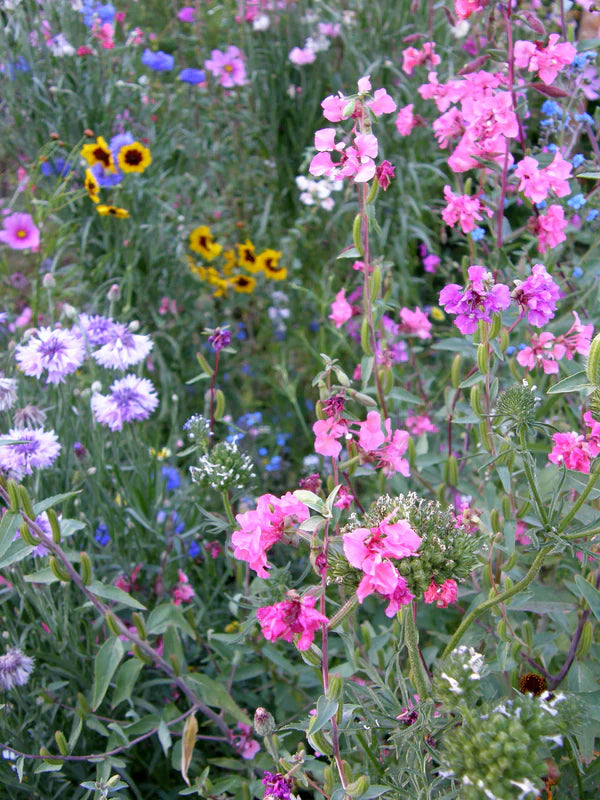 Renee's Garden Flower Power For Natures Pollinators Scatter Can