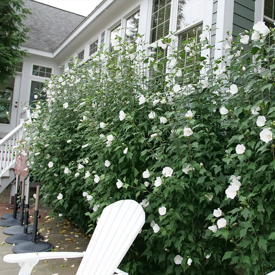 Hibiscus syriacus ‘White Pillar’®