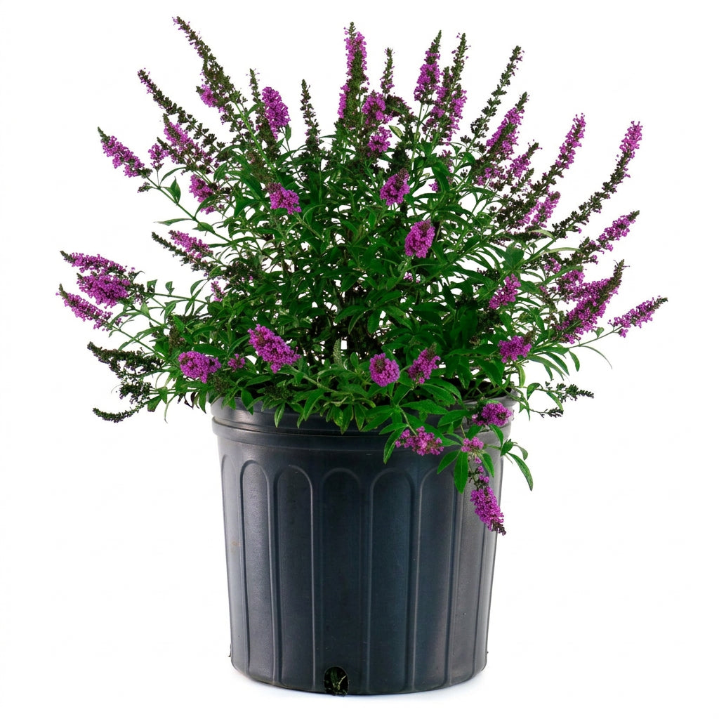 Buddleja "Royal Razz"