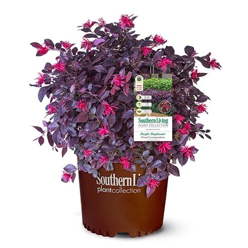 Chinese Fringe Flower Majestic Purple