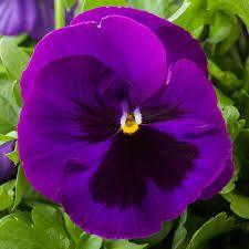 4" Pot Purple Blotch Pansy