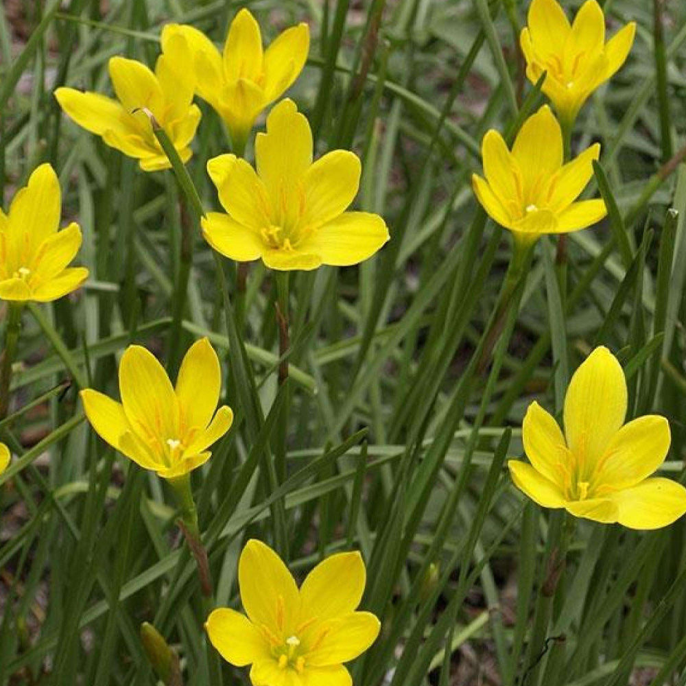 Zephyranthes Yellow