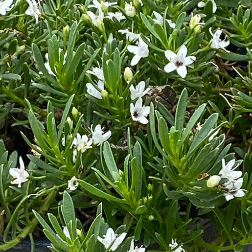 Myoporum 'White'