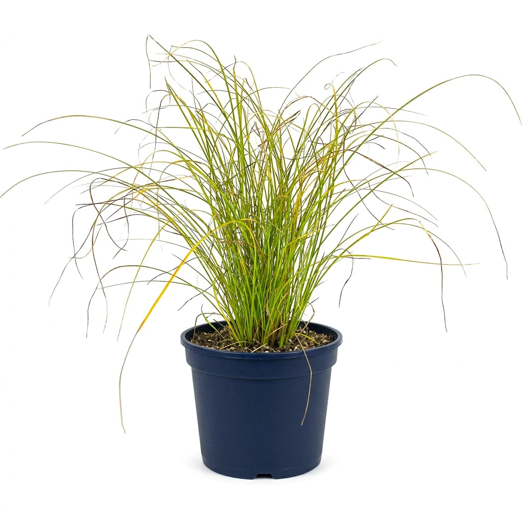 Carex "Testacea"