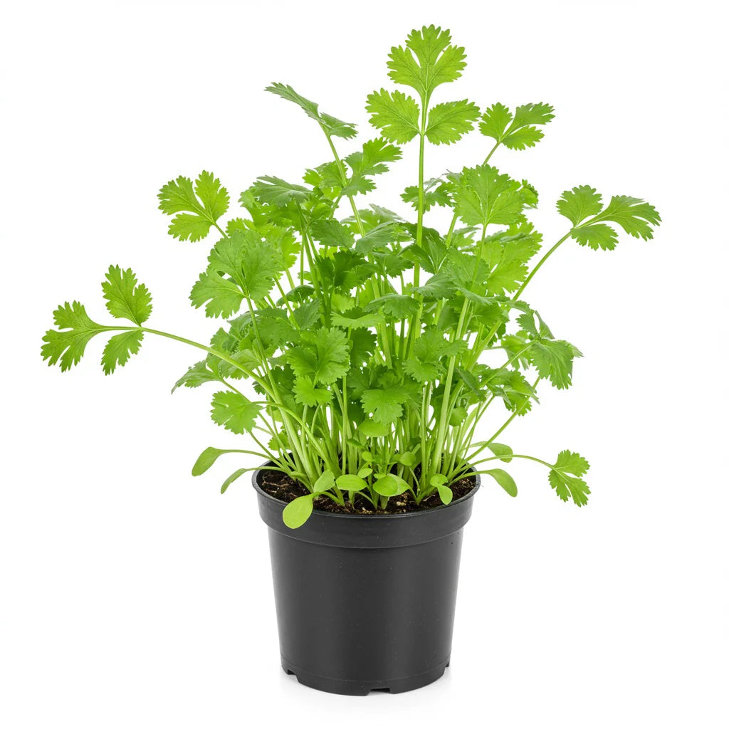 Cilantro