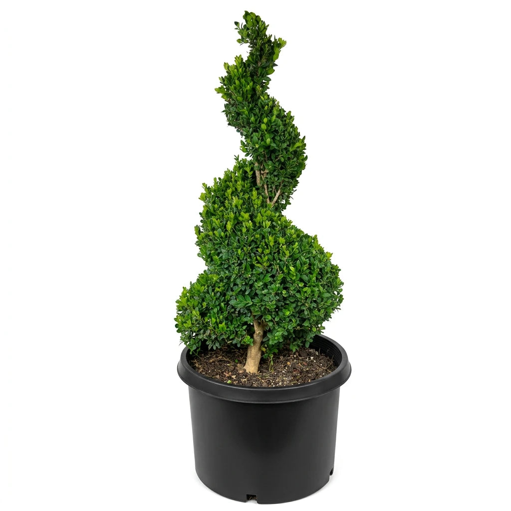 Buxus "Spiral"