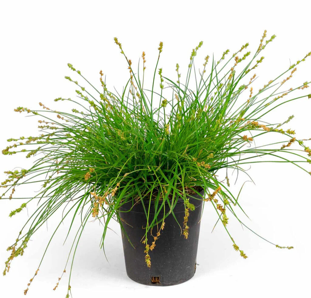 Carex "Tumulicola"