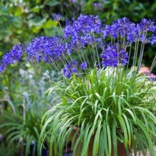 Agapanthus "Peter Pan"