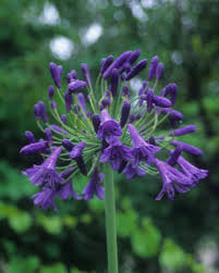 Agapanthus "Storm Cloud"