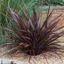 Phormium "Dark Delight"