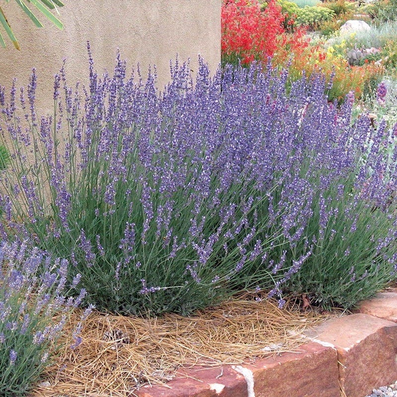 Lavender Provence