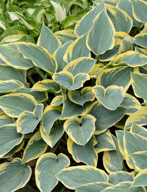 Hosta "First Frost"