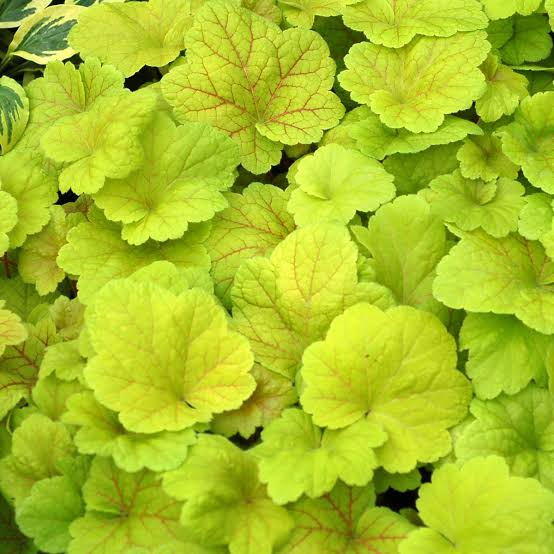 Heuchera Electric Lime
