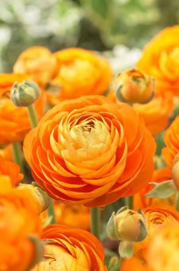 Orange Persian Buttercups Ranunculus Bulb