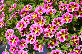 Calibrachoa "Pink Hawaii"