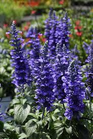 Salvia Rockin' "Playin the Blues"