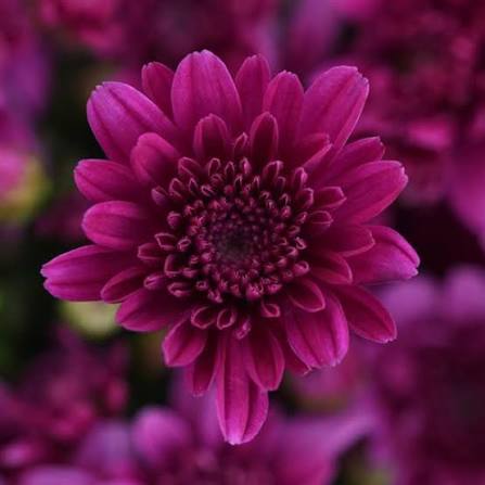 Mum Cherry Purple