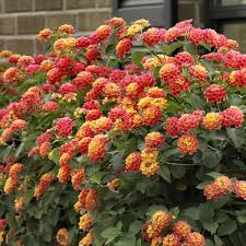 Lantana Bloomify "Mango"