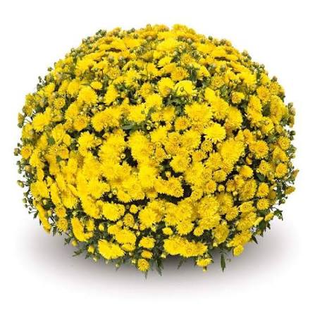 Mum Cruise Yellow